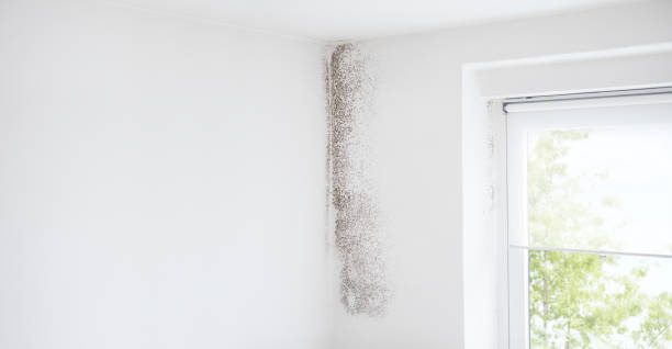 Best Comprehensive Air Testing for Mold Contaminants  in South Bay, FL