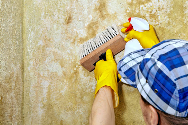 Best Mold Damage Restoration  in South Bay, FL