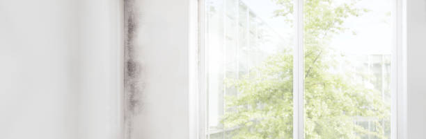 Best Real Estate Mold Inspection  in South Bay, FL
