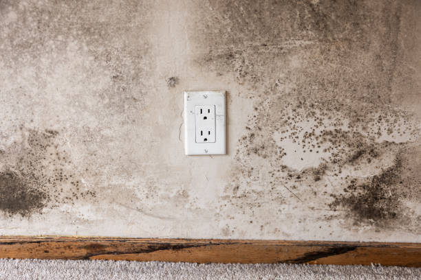 Best Residential Mold Inspection & Testing  in South Bay, FL